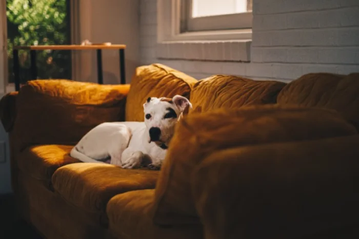 Tips on how to live with a dog in a Canberra apartment